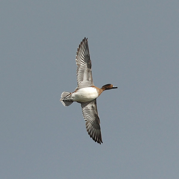 Haapana, Eurasian Wigeon, Anas penelope